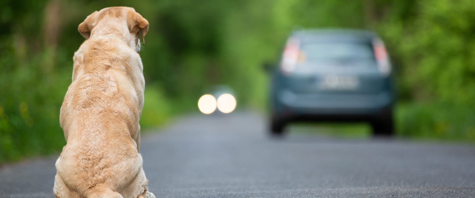 Abbandonare gli animali: reato penale e etico