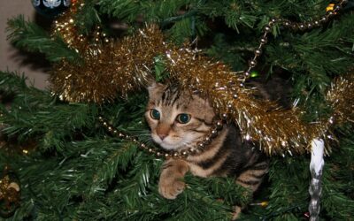 Perchè i gatti sono attratti dagli alberi di Natale?